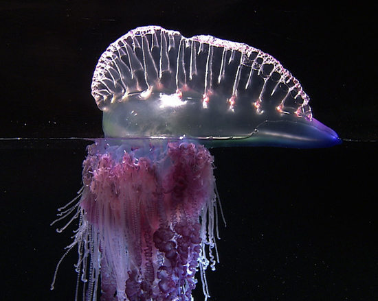 man-of-war