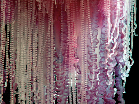 man-o-war tentacles