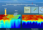 North Atlantic phytoplankton bloom
