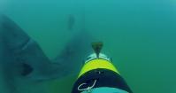 SharkCam