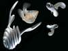 Pteropod Project
