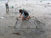 shellfish bed
