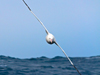 albatross in flight