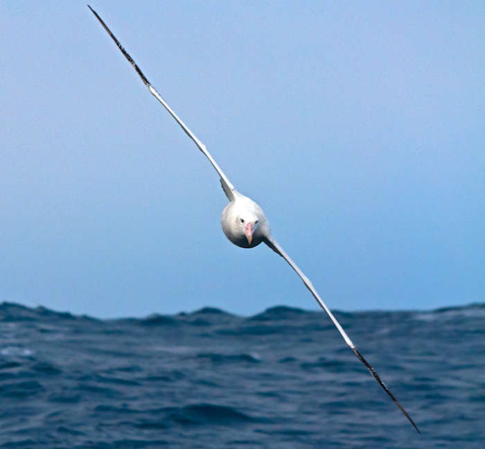 albatross in flight