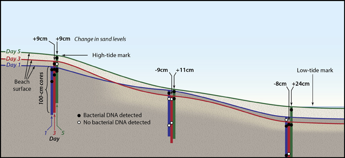 diagram of Gast/Elgar/Raubenheimer microbe expt.