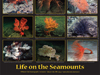 life on seamounts poster