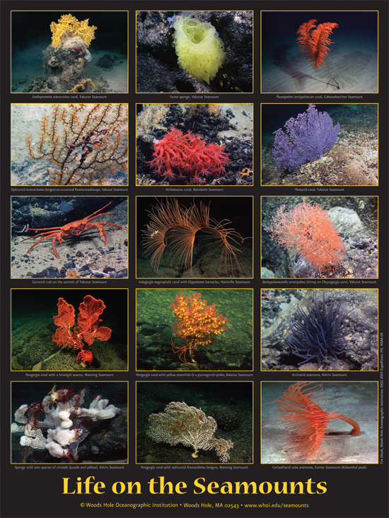 life on seamounts poster