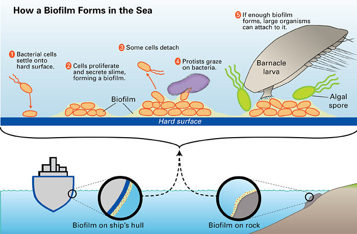 Reducing bioflims