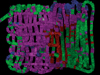 photomosaic