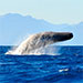 Sperm whales of New Zealand
