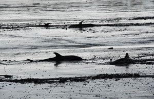 Common Dolphin Strandings