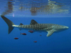 Whale shark in Red Sea