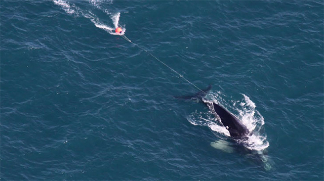Whale entanglement