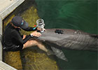 Dolphin Assist