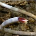 Cayman vent worm