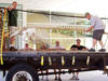 a group of workers from the Facilities department moved the Pilot Whale skeleton, which had been hanging in Redfield lobby, up to its new home in the hallway at MRF.