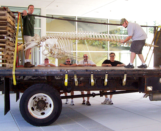 a group of workers from the Facilities department moved the Pilot Whale skeleton, which had been hanging in Redfield lobby, up to its new home in the hallway at MRF.