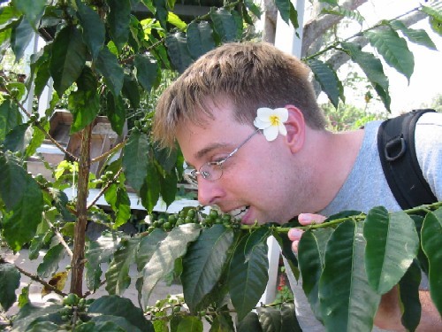 Cory Pettijohn tries to get his caffeine fix organically by chomping on green beans growing on a coffee plant.