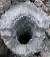 Tree molds are hollow because the lava burns the tree, but the surrounding lava has already cooled and solidified against the trunk.