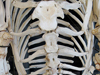 pilot whale skeleton