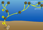 Life Cycle of a Harmful Algae, Alexandrium