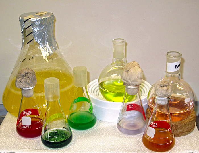vividly colored culture flasks holding marine microbes from Waterbury Collection