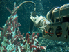 probing tubeworms