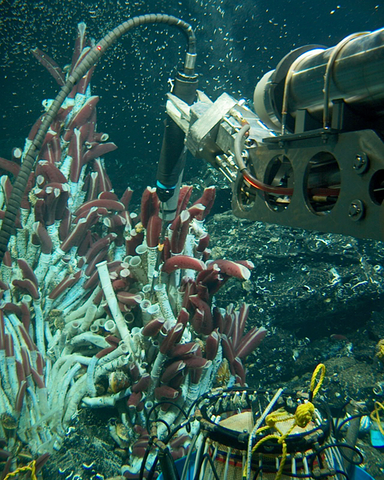 probing tubeworms