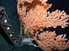 manning seamount coral