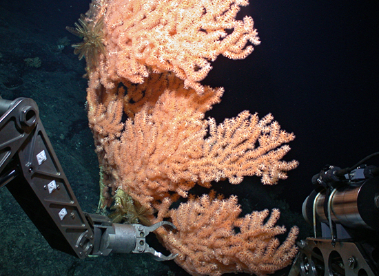 manning seamount coral