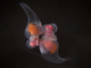 pteropods matin