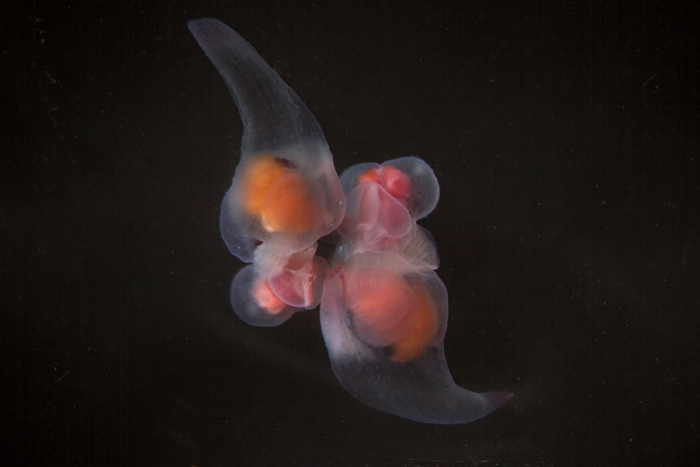 pteropods matin