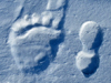 bear and human foot prints in snow