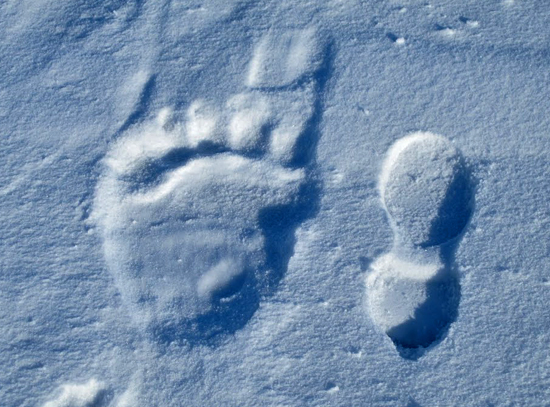 bear and human foot prints in snow