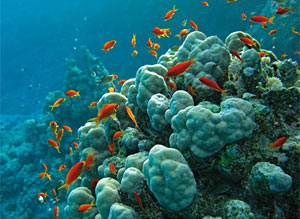corals reefs of the Red Sea