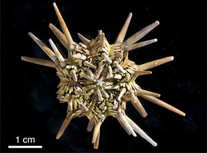 tropical pencil urchin