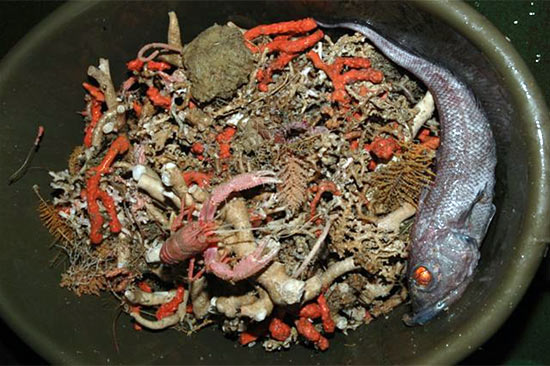 Trawl sample