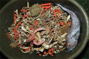 Trawl sample