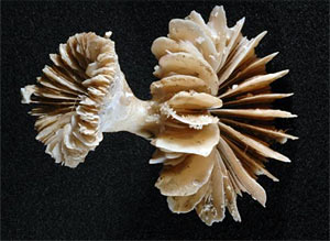 Photograph of fossil deep-water coral