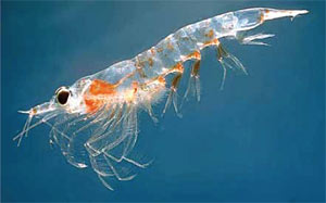krill