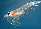  Ocean Life Institue