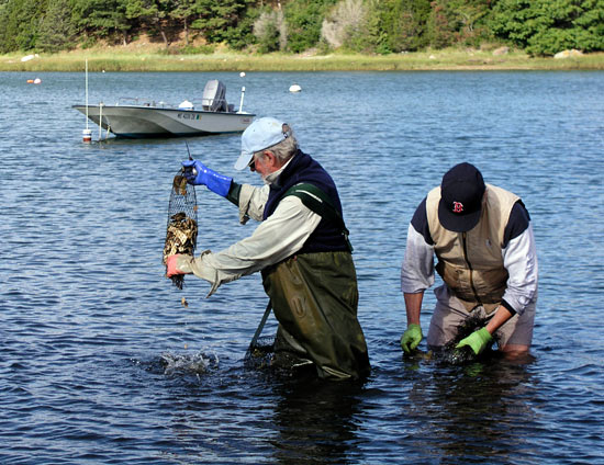 Volunteers empty bags of juvenile oysters