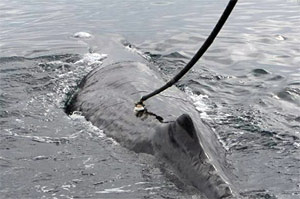 sperm whale is tagged