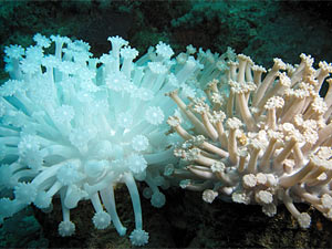 bleaching