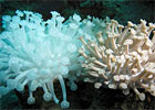 WHOI Partnership with King Abdullah University of Science and Technology (KAUST)