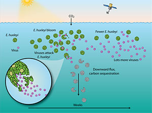 Interactions between the widespread coccolithophorid algae Emiliania huxleyi and viruses in the ocean