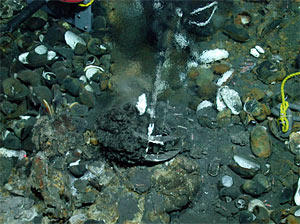 3-day old hydrothermal vent chimney