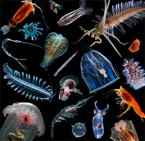 larval snail
