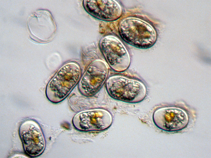 Alexandrium fundyense