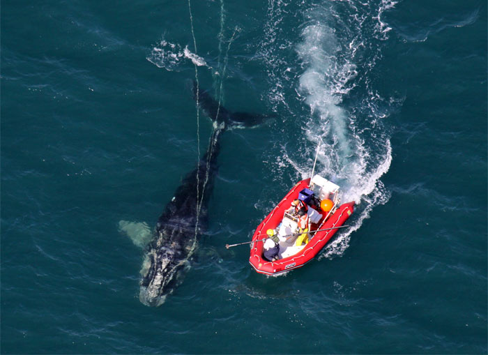 whale disentanglement